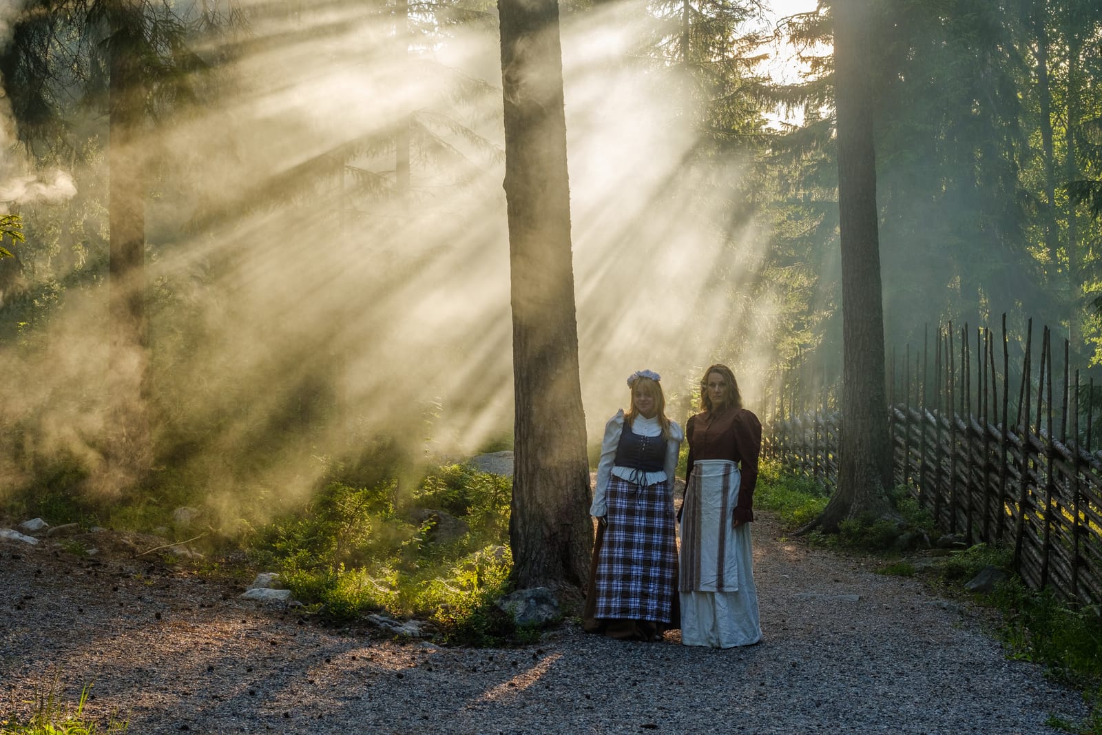 Solljus i skogen